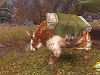 allods1